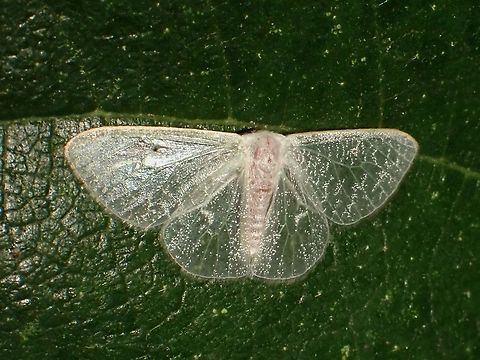 Moth Small sized Moth, around 1.5 cm wing span, with almost transparent wings. Malaysia,Moth,Moth Week 2020,Penang
