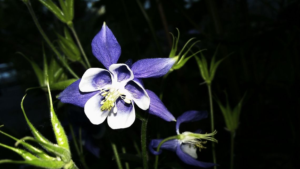 Purple Columbine