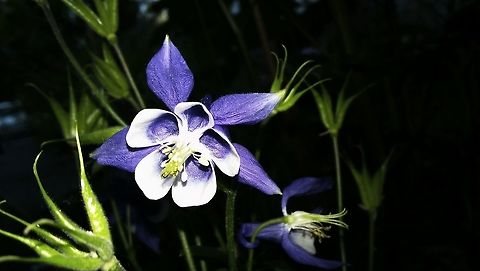 Purple Columbine
