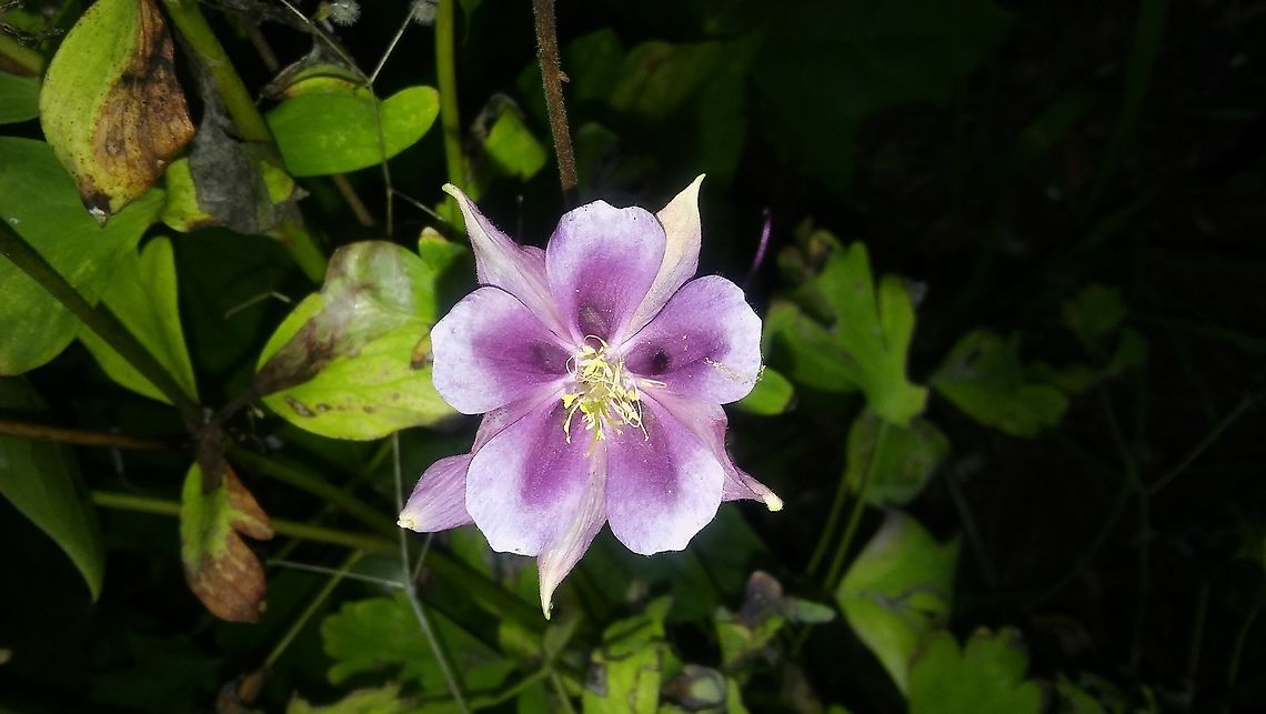 Pink Columbine Pink Columbine thought they were done for the season Columbine,Pink