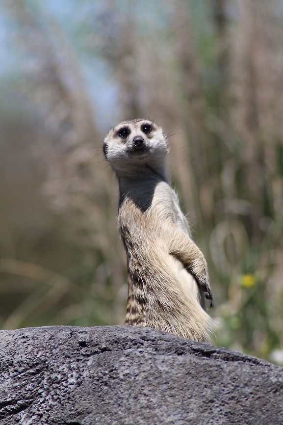 Meerkat A Meerkat on guard duty. Disney World,Meerkat,Suricata suricatta