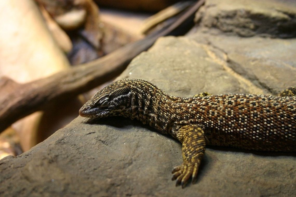 Spiny-tailed monitor: Lotion Anyone I don&#039;t remember what type of lizard this is, but remember seeing it at the Australian exhibit of the National Aquarium in Baltimore. I want to say it&#039;s a gecko, but the eyes look smaller than most others I&#039;ve seen.  Australia,Baltimore,National Aquarium,Reptiles,Spiny-tailed monitor (Ackie Monitor),Varanus acanthurus