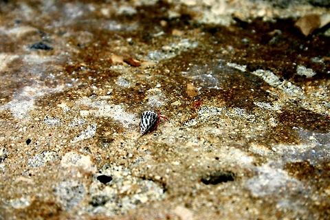 Hermit Crab Picture of a very small hermit crab in Turks and Caicos right off the beach. Crabs,Hermit Crab,Turks and Caicos