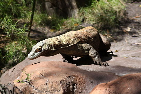 Komodo Dragon Komodo Dragon in Disney World's Animal Kingdom. Animal Kingdom,Disney World,Indonesia,Komodo Dragon,Komodo dragon,Varanus komodoensis