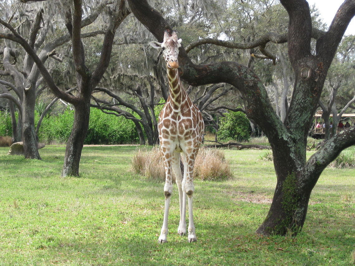 Giraffe I would try to trick into thinking this was taken in an African savannah except for the fact that you can make out a safari ride bus in the background, courtesy of Disney&#039;s Animal Kingdom. Africa,Animal Kingdom,Disney World,Giraffa camelopardalis,Giraffe