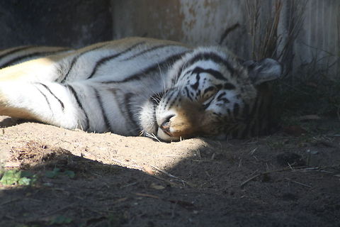 Sleeping Tiger Luckily this one was behind glass. Animal Kingdom,Asia,Disney World,Panthera tigris,Tiger