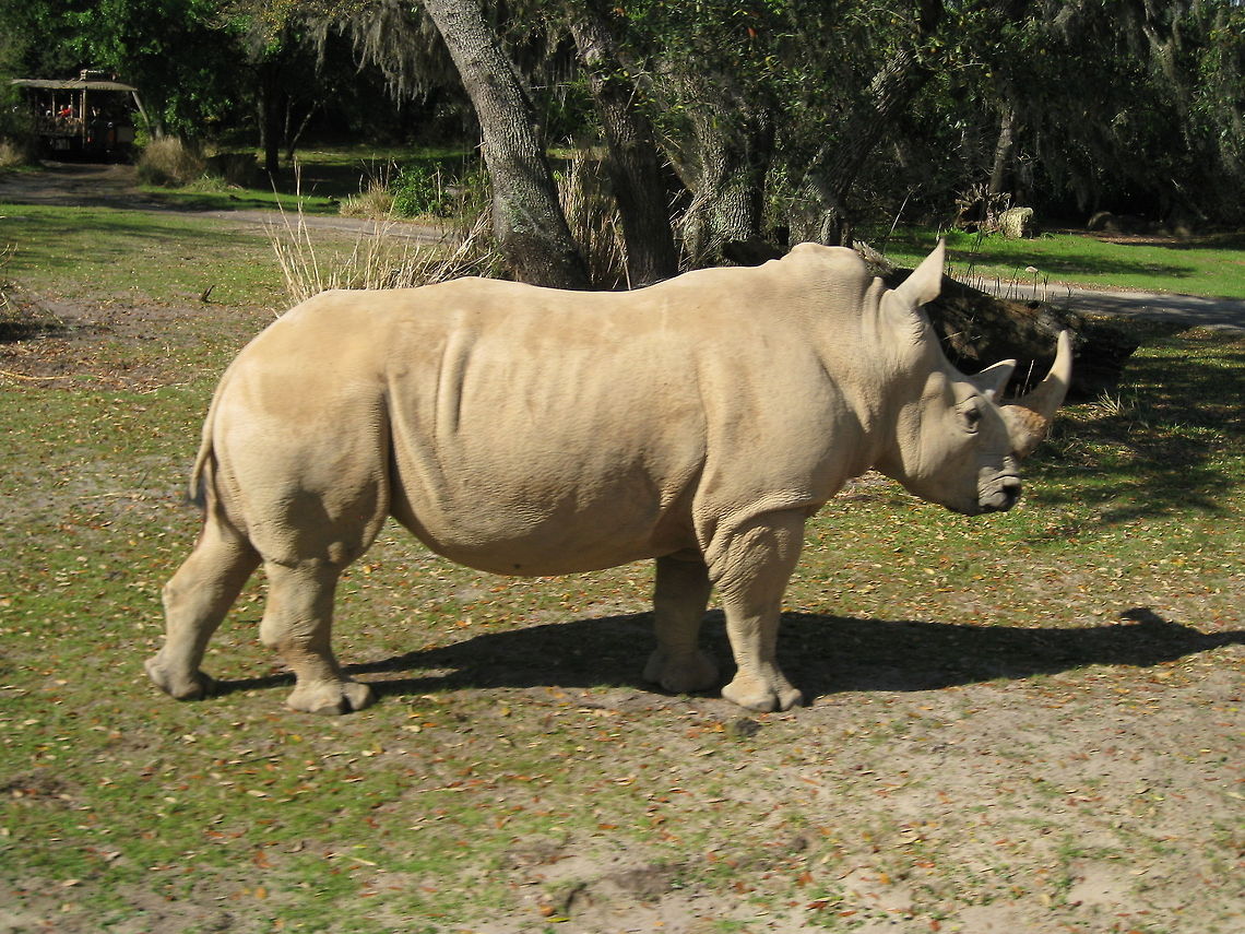 White Rhino It&#039;s always better when they are not charging towards you. Africa,Animal Kingdom,Ceratotherium simum,Disney World,White Rhino,White rhinoceros