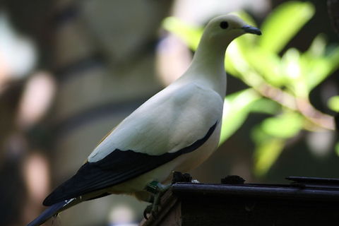 Dove with black feathers Serene, beautiful white dove with black read feathers. Animal Kingdom,Disney World,Dove,Ducula bicolor,Pied imperial pigeon