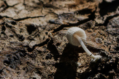 Mushroom This is my first picture I made. I know that a mushroom is but I do not know what kind. Geotagged,Netherlands,Summer