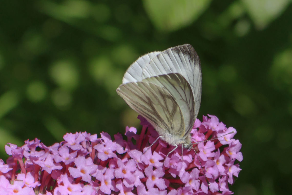 veined white (Pieris napi) can anyone tell me I looked good name Buddleja davidii,Geotagged,Green-veined White,Netherlands,Pieris napi,Summer