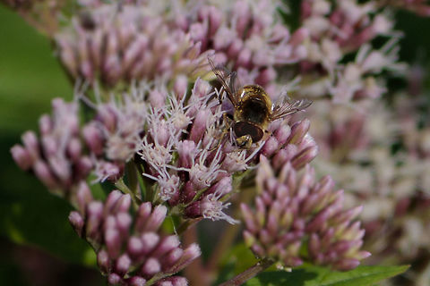 Hover fly I do not know if the eyes are good if they are not as good as you say it. Geotagged,Netherlands,Summer