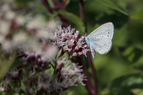 holly blauw (Celastrina argiolus) you want to give me tips on this picture. Celastrina argiolus,Geotagged,Holly Blue,Netherlands,Summer