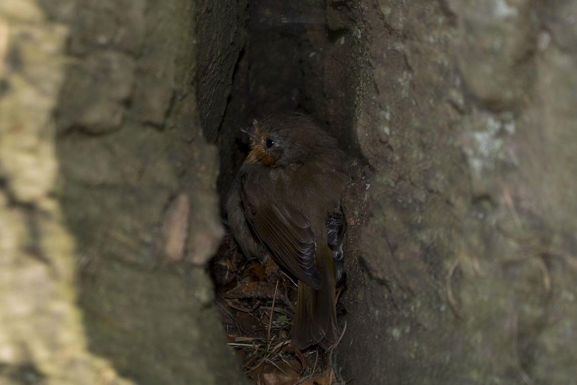 Bird I do not know what kind of birds you know that?<br />
is there anything I can change this picture? Erithacus rubecula,European Robin,Fall,Geotagged,Netherlands