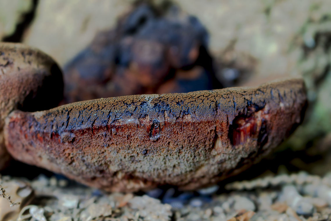 Old_steak_mushroom I think this is an old steak mushroom? Fall,Geotagged,Netherlands