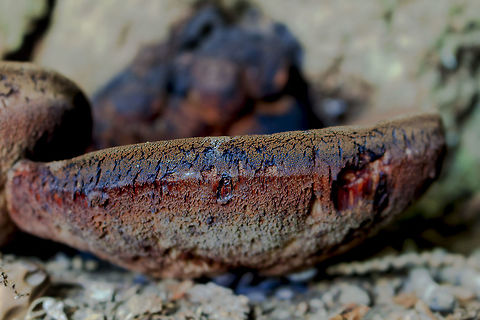 Old_steak_mushroom I think this is an old steak mushroom? Fall,Geotagged,Netherlands