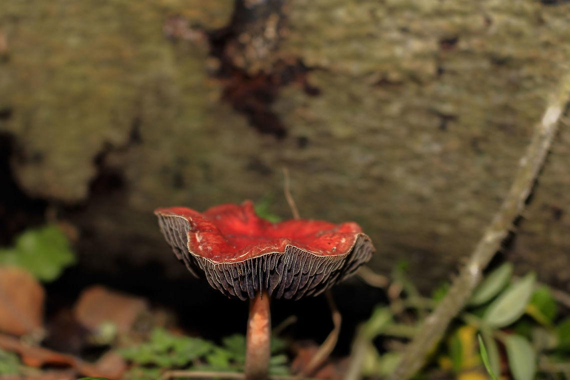 mushroom I do not know how this mushroom is called you know maybe Fall,Geotagged,Netherlands
