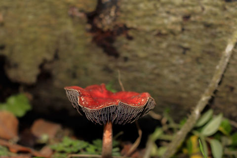 mushroom I do not know how this mushroom is called you know maybe Fall,Geotagged,Netherlands