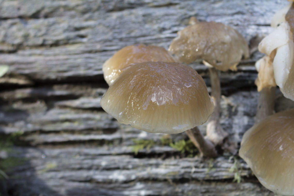 porcelain_fungus  Fall,Geotagged,Netherlands,Oudemansiella mucida