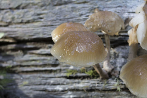 porcelain_fungus  Fall,Geotagged,Netherlands,Oudemansiella mucida