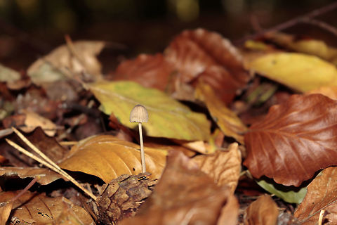 Mushroom I do not know how this mushroom really hot you know maybe? Fall,Geotagged,Netherlands