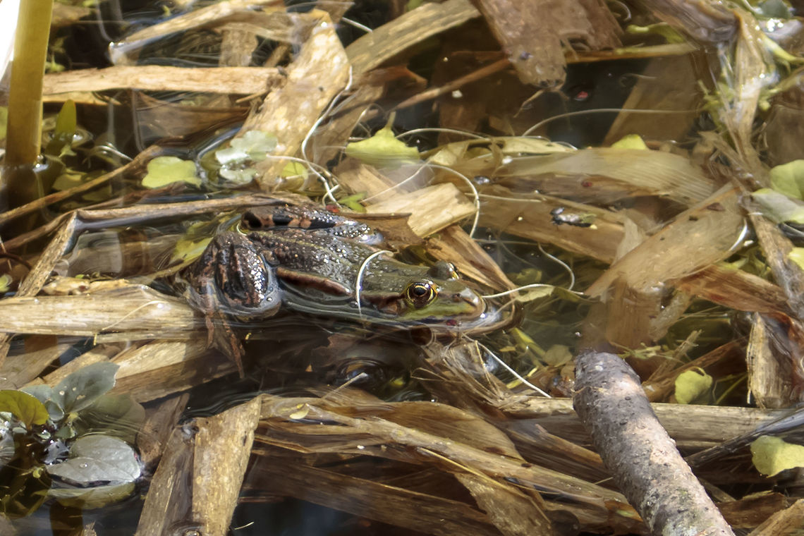 Pelophylax_ridibundus  Geotagged,Marsh Frog,Netherlands,Pelophylax ridibundus,Spring