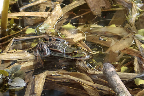Pelophylax_ridibundus  Geotagged,Marsh Frog,Netherlands,Pelophylax ridibundus,Spring