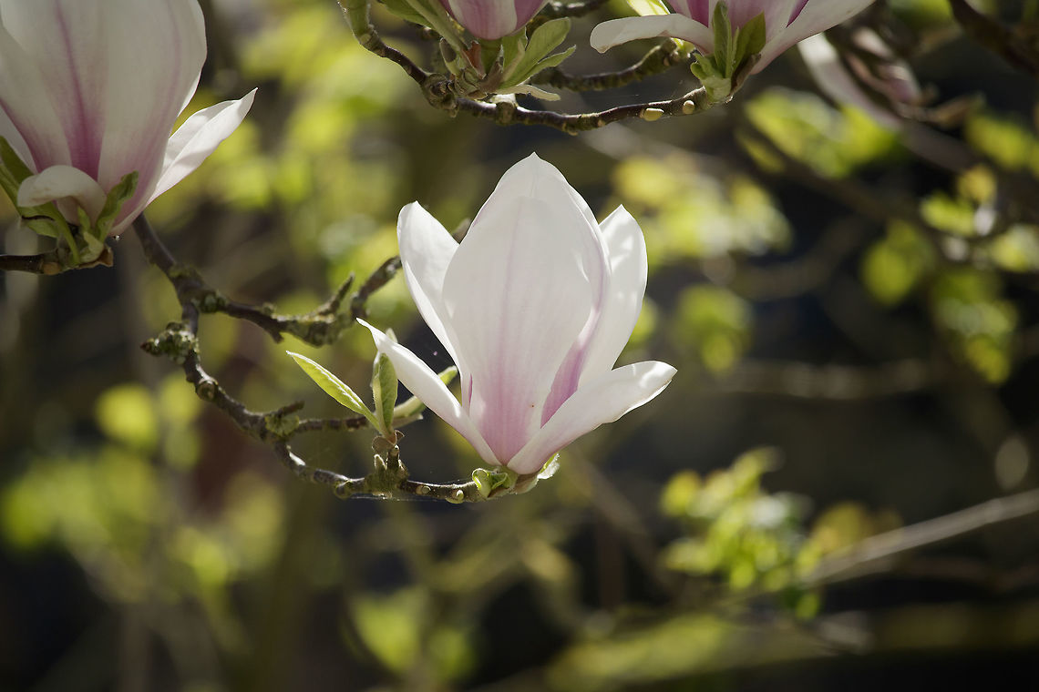 Magnolia  Geotagged,Magnolia &times; soulangeana,Netherlands,Saucer magnolia,Spring