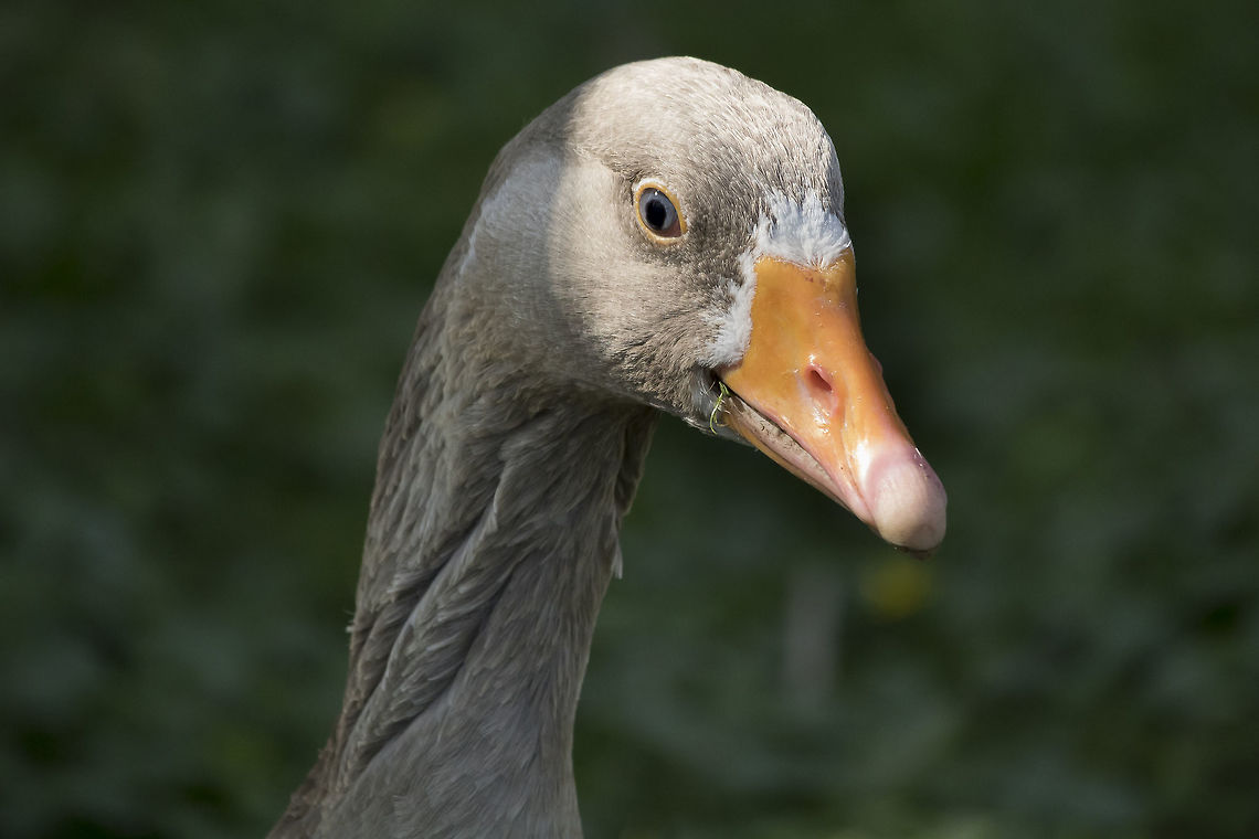 Greylag Goose This is a good photo but you yet, I can still learn so have you any tips for me Anser anser,Geotagged,Greylag goose,Netherlands,Spring