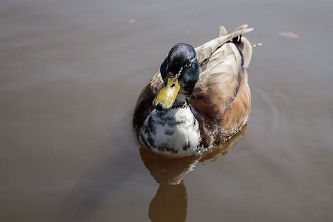 Mallard Duck I ask if you have any tips works naturally. Anas platyrhynchos,Geotagged,Mallard,Netherlands,Spring,platyrhynchos