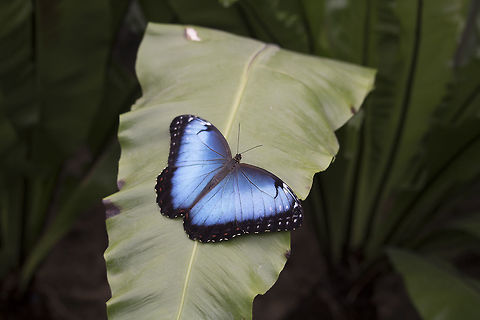 Morpho Blue Peleides  Geotagged,Morpho peleides,Netherlands,Peleides Blue Morpho,Spring