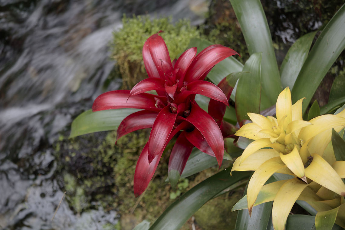 Red bromeliad Orchids Hoeve, luttelgeest in The Netherlands Geotagged,Netherlands,Spring