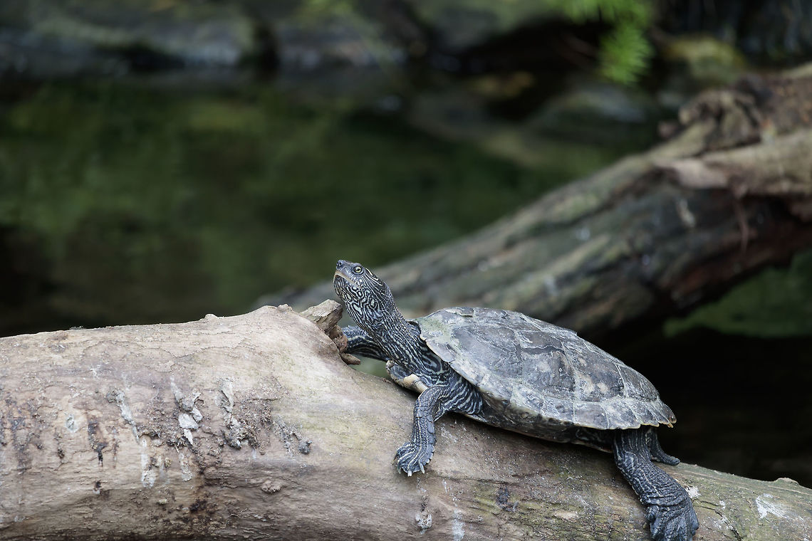 The false map turtle If your tips have says that please because then I know what I can watch for next time, False map turtle,Geotagged,Graptemys pseudogeographica,Netherlands,Spring