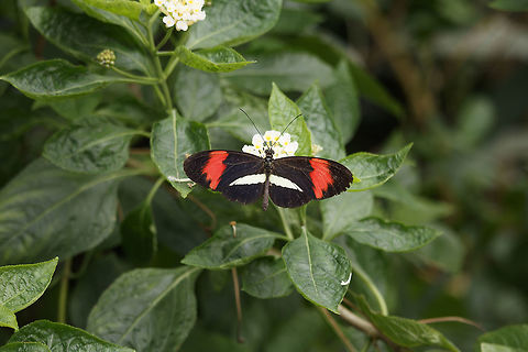 The Common postman if your tips have says that please because then I know what I can watch for next time,  Common postman,Geotagged,Heliconius melpomene,Netherlands,Spring