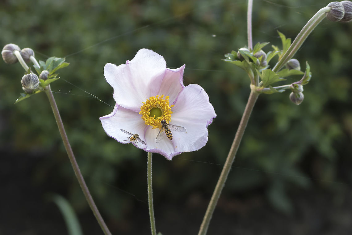 Japanese Anemone I saw that there were some hoverfly flying around and on so I thought I was making the picture this has become what you think of and please give thanks. Anemone hupehensis,Geotagged,Netherlands,Summer