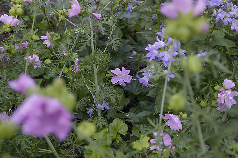 Cheese sprouts Malva sp. Geotagged,Netherlands,Summer