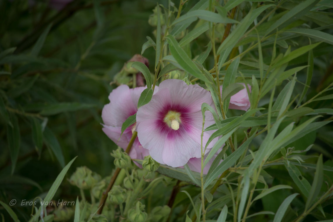 Alcea Rosea Tips are welcome. Geotagged,Netherlands,Summer