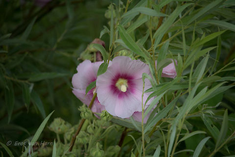 Alcea Rosea Tips are welcome. Geotagged,Netherlands,Summer
