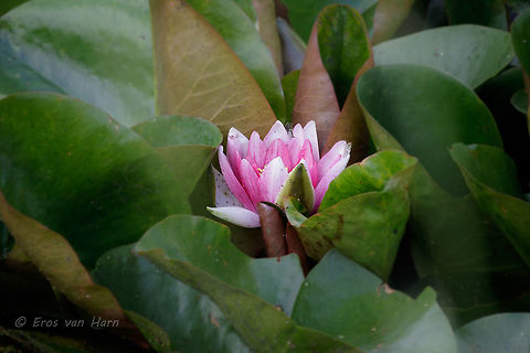 Nymphaea Charles de Meurville Tips are welcome. Geotagged,Netherlands,Summer