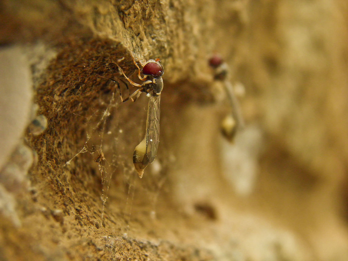 Allobaccha sp., India  Geotagged,India,Summer