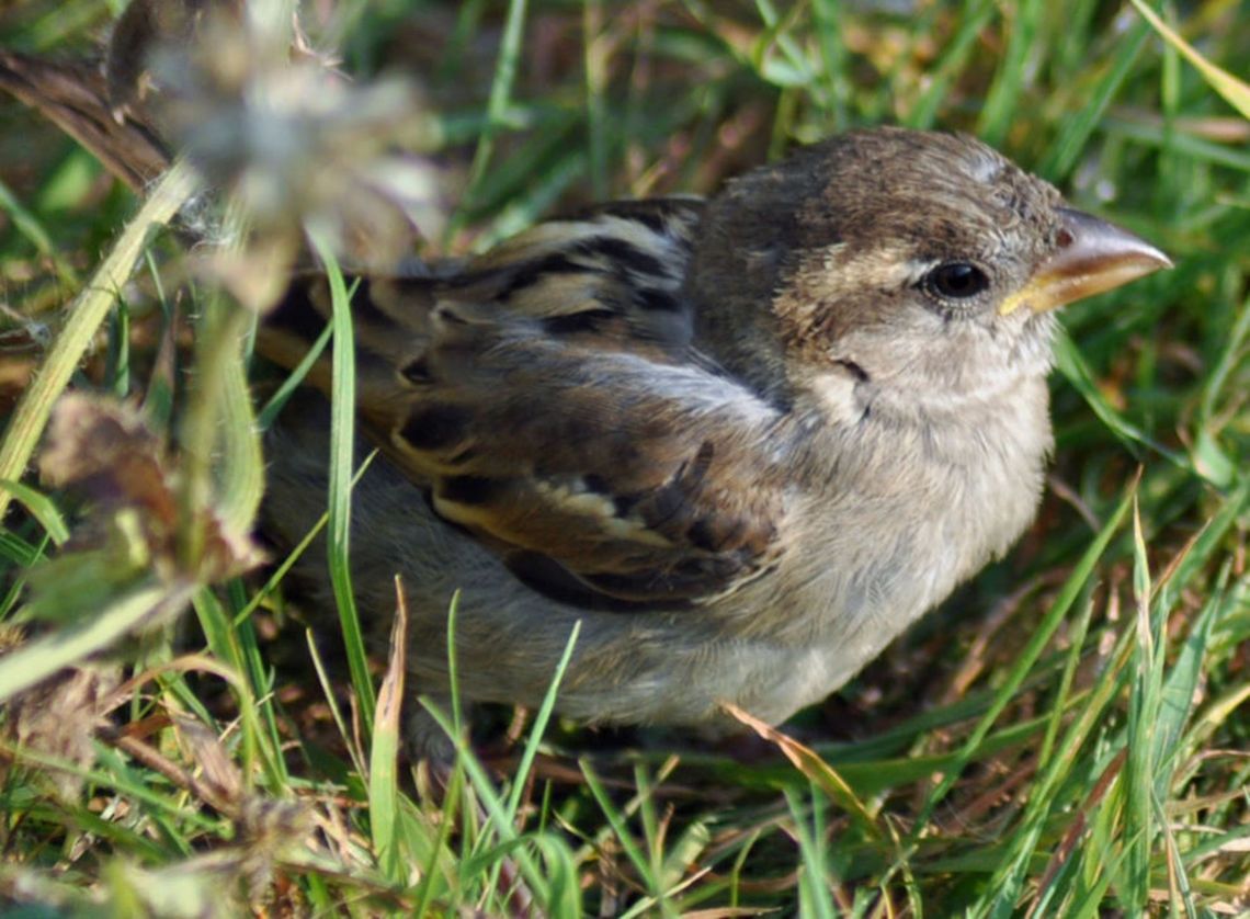 Baby sparrow  Geotagged,House sparrow,Passer domesticus,Sparrow,United Kingdom,bird