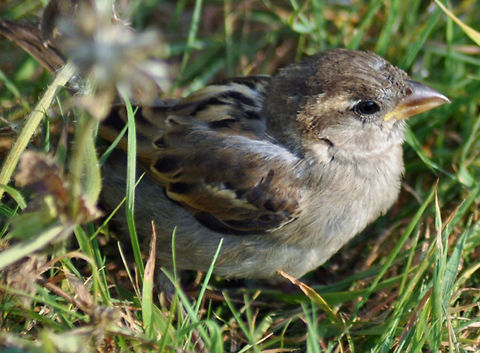 Baby sparrow  Geotagged,House sparrow,Passer domesticus,Sparrow,United Kingdom,bird