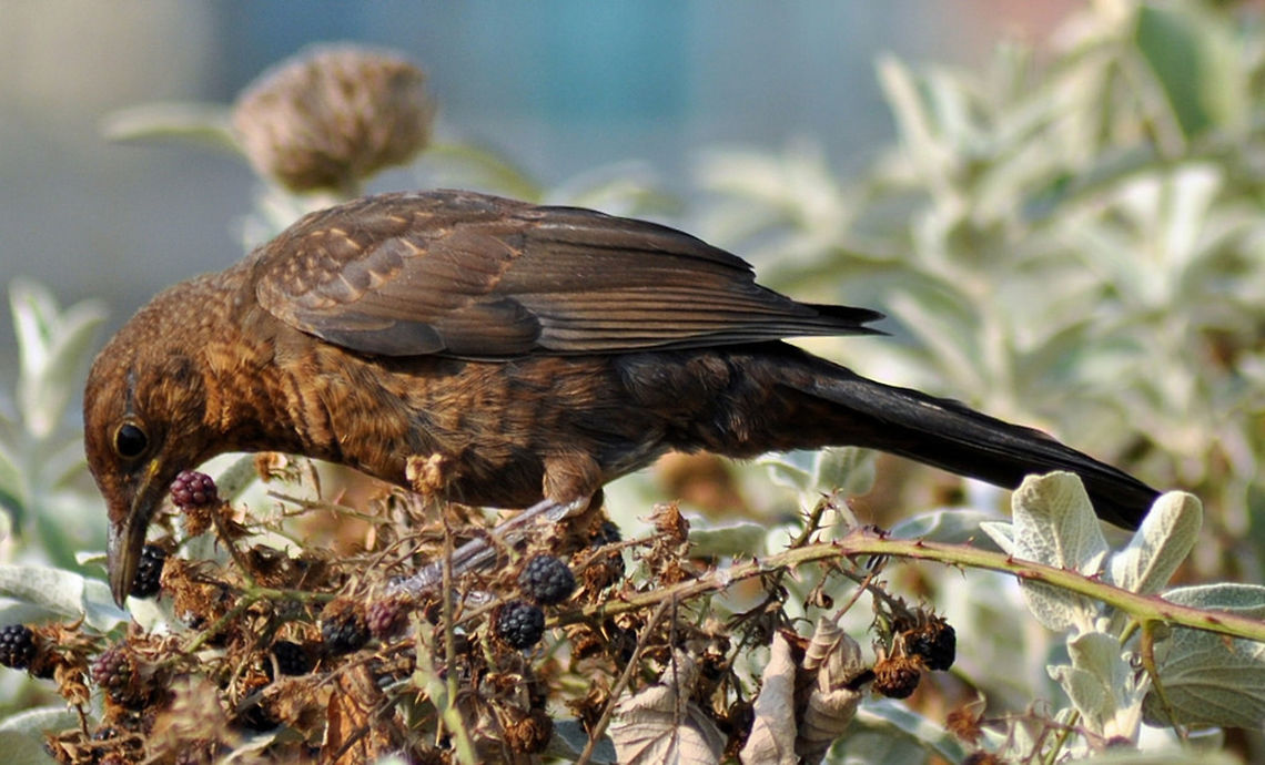 Baby blackbird eating blackberries. Blackbirds and a lot of very vocal house sparrows seem to happily co-exist in the green park area in the middle of Regency Square, Brighton, England. Common Blackbird,Geotagged,Turdus merula,United Kingdom,bird,blackberries