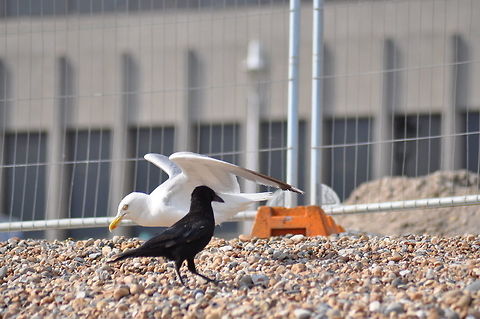 Seagull and crow on Brighton beach. Seagull and crow on Brighton beach, England. European Herring Gull,Geotagged,Larus argentatus,United Kingdom