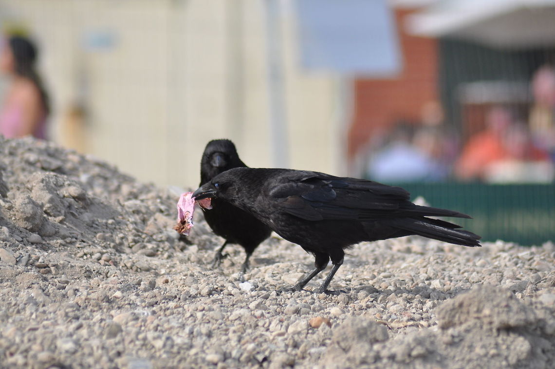Crows on Brighton beach. There are a lot of crows on Brighton beach, England.  They intermingle with the seagulls, don&#039;t seem to fight overtly over food but I have seen the crows chase away seagulls who try to take their food.  The seagulls are quite aggressive, and the crows are smaller.  You often see the crows in pairs. Carrion Crow,Corvus corone,Geotagged,United Kingdom,summer