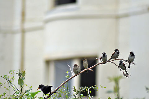 House sparrows and blackbird in Regency square, Brighton.  Geotagged,House sparrow,Passer domesticus,United Kingdom,summer