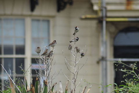 House sparrows in Regency Square. House sparrows in Regency Square, Brighton.  There are a lot of very vocal house sparrows in this green space in the middle of Brighton. Geotagged,House sparrow,Passer domesticus,United Kingdom,Winter
