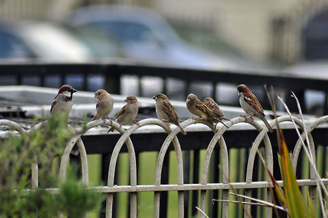 House sparrows in Regency Square. House sparrows in Regency Square, Brighton, England.  I was lucky to get this photograph, as although there are a lot of very vocal house sparrows in this square, they can be very elusive and I haven't been able to replicate this.  This photograph was taken on 11th June 2016. Geotagged,House sparrow,Passer domesticus,United Kingdom,summer