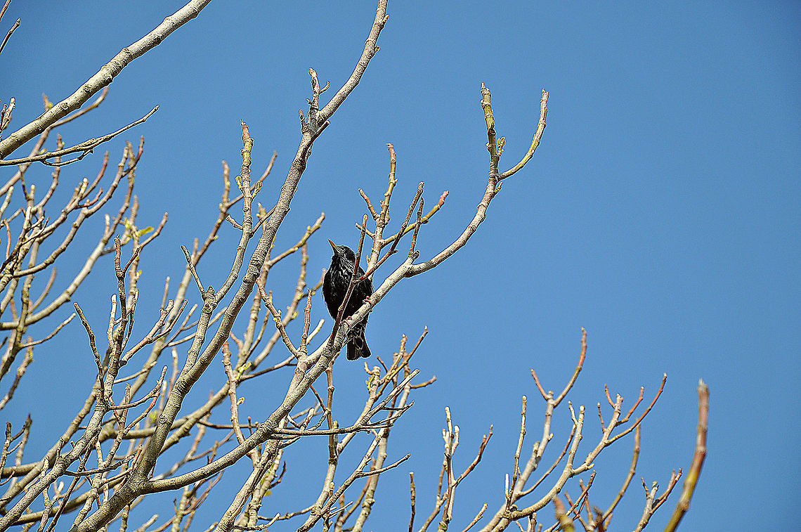 European Starling, Brighton Marina. European Starling. Photograph taken on 17th May 2016 near Brighton Marina, England. Common Starling,Geotagged,Sturnus vulgaris,United Kingdom,summer