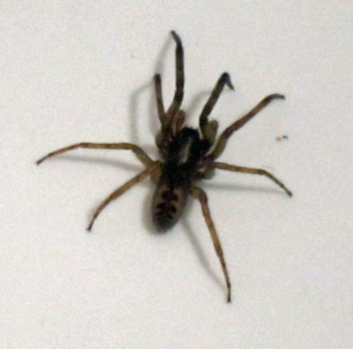 Spider in the bath This spider was in my bath last night.  Brighton, UK.  I wasn&#039;t sure what to do, I don&#039;t think he was capable of getting out by himself, and didn&#039;t want anyone else to get bitten by standing on him in bare feet, so I offered him a feather duster and he agreed to climb on, and I shook it outside.  I hope he made it somewhere safe.  I have no idea what species of spider he is, but I didn&#039;t want to get bitten. Fall,Geotagged,Segestria senoculata,Snake-back spider,Spider,United Kingdom