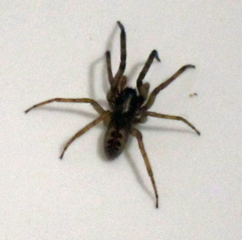 Spider in the bath This spider was in my bath last night.  Brighton, UK.  I wasn't sure what to do, I don't think he was capable of getting out by himself, and didn't want anyone else to get bitten by standing on him in bare feet, so I offered him a feather duster and he agreed to climb on, and I shook it outside.  I hope he made it somewhere safe.  I have no idea what species of spider he is, but I didn't want to get bitten. Fall,Geotagged,Segestria senoculata,Snake-back spider,Spider,United Kingdom